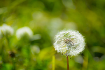 Dandelions on a blurred background