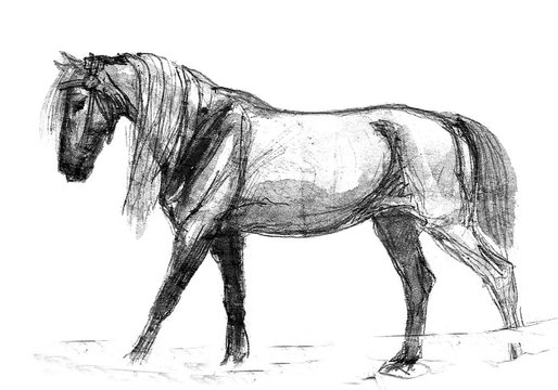 Monochrome drawing, isolated hand drawing ink on paper, white workhorse on white background. a powerful horse.  horse walk.  