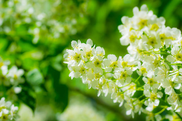Branch of flowering bird cherry in white flowers