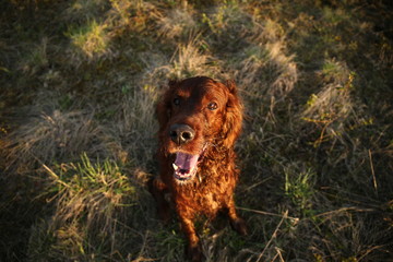 Adorable Irish Setter dog looking at camera