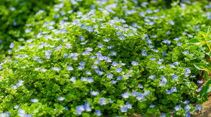 Blue flowers speedwell close-up