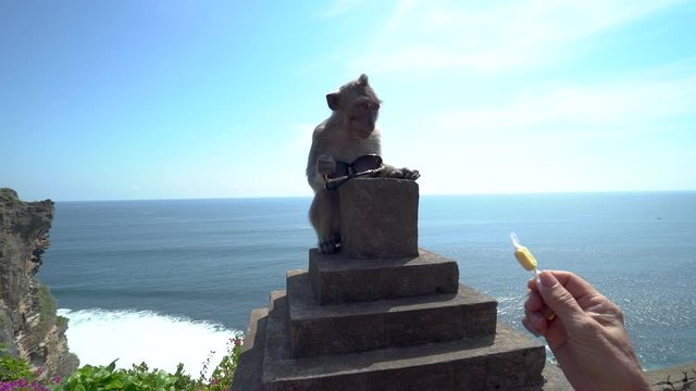 Cunning macaque monkey exchanges stolen from tourists glasses for food sitting on the wall in Uluwatu temple, Bali.