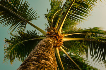 palm tree in hawaii. 