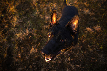 Black Dutch Shepherd dog looking at camera