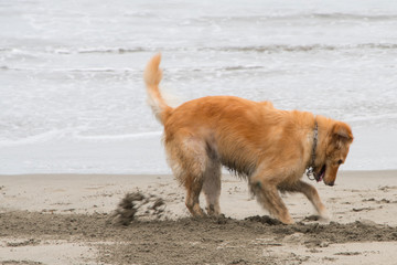 Dog digging on the beach