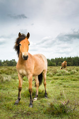 New Forest ponies