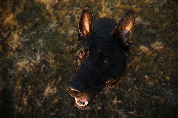 Black Dutch Shepherd dog looking at camera