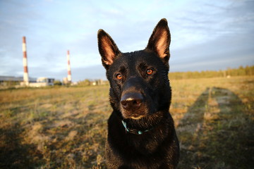 Curious black Dutch Shepherd dog looking at camera