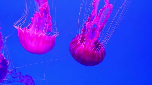 Amazing pink medusas swims underwater