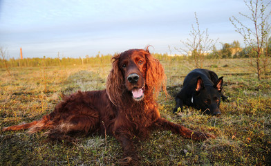 Tired Shepherd and Irish Setter dogs lying on grass in meadow during walk