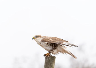 Ferruginous Hawk hunting in Point Reyes National Seashore, California, USA