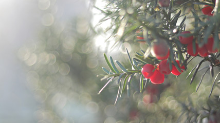 Christmas border of decoration wreath isolated on white background .Place for text.