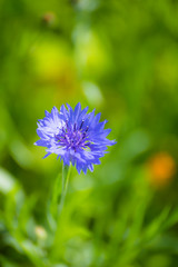 Blue cornflower flower close up