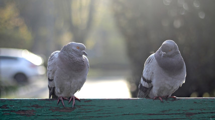 Close up of a pigeon perched on a bench with copy space. two pigeons.