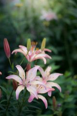 Flowers of pink lilies in the garden