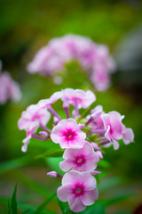 Pink phlox flower close up.