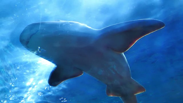 Live shark lies on the glass of large aquarium, unrealistic spectacle