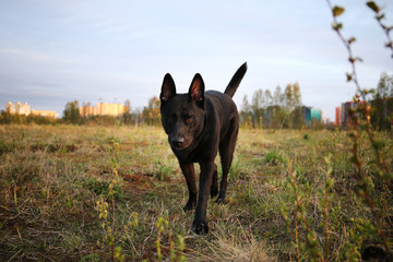 Black Dutch Shepherd standing on green field