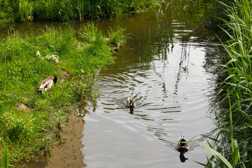 A narrow canal flows among reeds and grasses