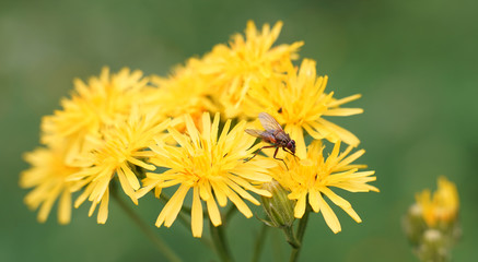 Fliege - Blumen