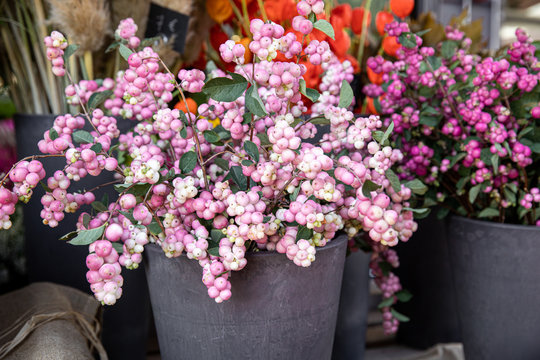Cut branches of the bush Symphoricarpos chenaultii or Chenault coralberry at the greek flowers shop in October.