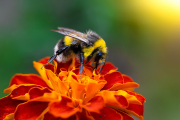 Bee collects flower nectar of marigold - obrazy, fototapety, plakaty