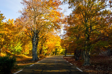 La route en automne