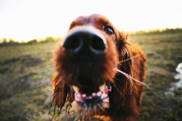 Pensive wary Irish Setter dog in meadow during sunset