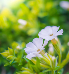 White phlox flower close up in garden