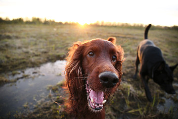 Pensive wary Irish Setter dog in meadow during sunset