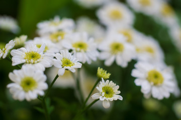 chamomile flower close-up