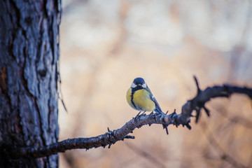Tit sitting on a tree branch.