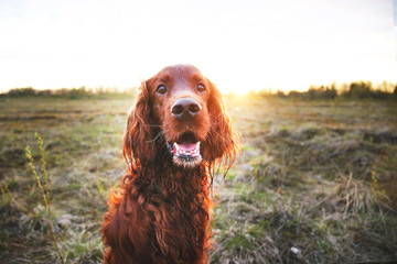 Pensive wary Irish Setter dog in meadow during sunset