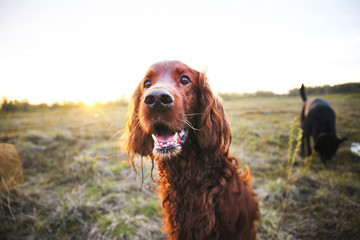 Pensive wary Irish Setter dog in meadow during sunset
