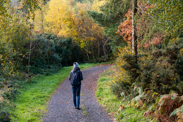Woman hiker walking on a forest road through the colorful trees on a gorgeous autumn day. Irish fall landscape. A relaxing weekend in the nature. - Powered by Adobe