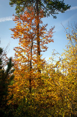 L'automne dans le Luberon