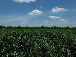 Fototapeta na wymiar sugarcane feild