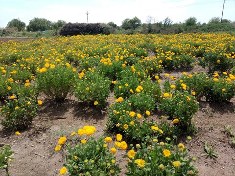 marigold farming