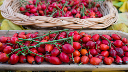 Freshly harvested rose hips in a wooden knit basket.