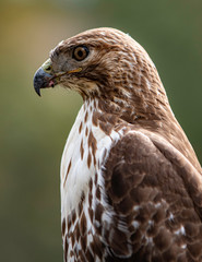 Red tail hawk profile