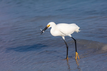 Snowy Egret (Egretta thula) caught a fish, Sanibel Island, Florida