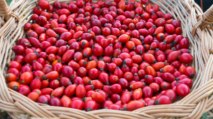 Background fresh red Rosehips. Fresh Berries from the dog rose.
