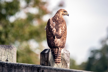 Red-tail Hawk looking to right