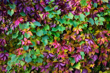 Colorful Boston Ivy wall with Autumn leaves in rainbow colors 