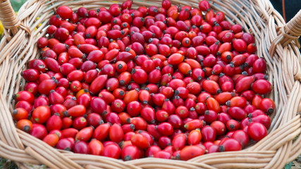 Background fresh red Rosehips. Fresh Berries from the dog rose.