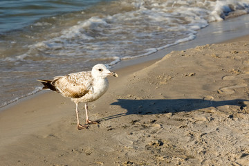 Beach visited by a lonely seagull