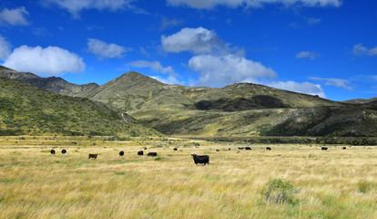 Beautiful landscape in New Zealand with black cattle, yellow grassland and mountains. Molesworth station, South Island.