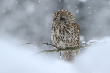 tawny owl in snow, winter scene with owl, attractive owl portrait in snow fall. Strix aluco