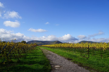 Wanderung durch die Weingärten bei Edesheim in der Pfalz
