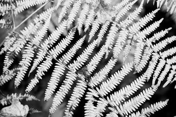 Close up of a autumn fern leaf frond